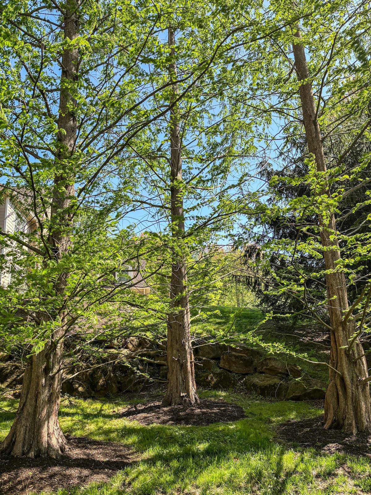 Trees and planted collection area on the property