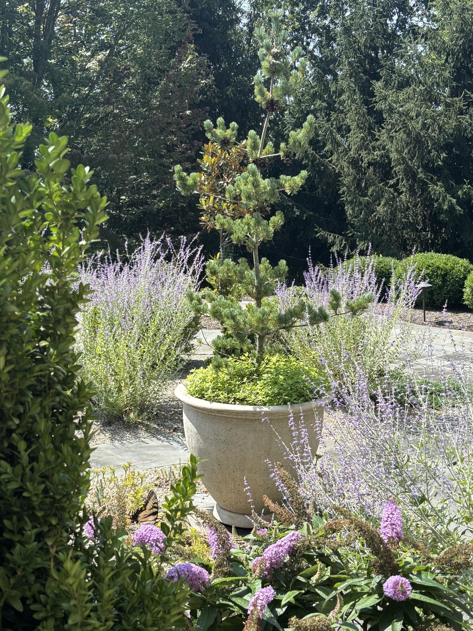 Flowering front garden with a stone planter and upright evergreens